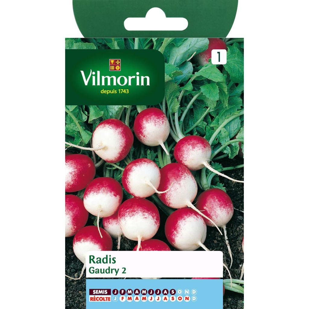 Radish Gaudry 2 - Vilmorin Seeds