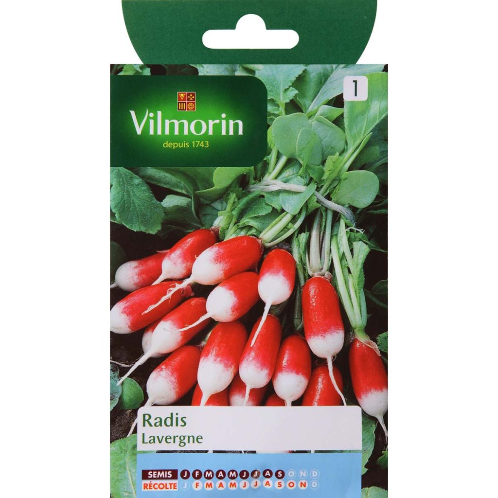 Radish Lavergne - Vilmorin Seeds