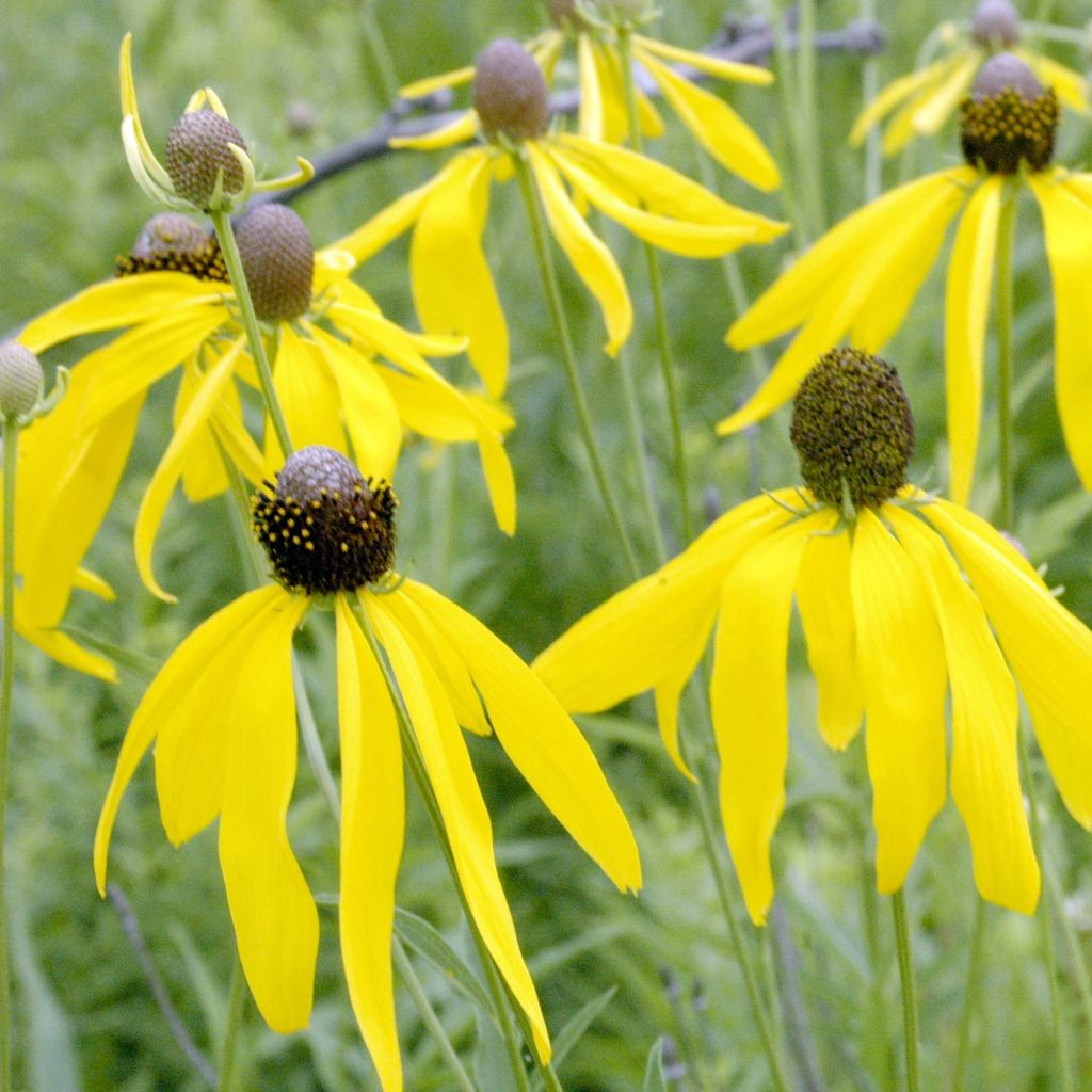 Ratibida pinnata - Yellow Coneflower