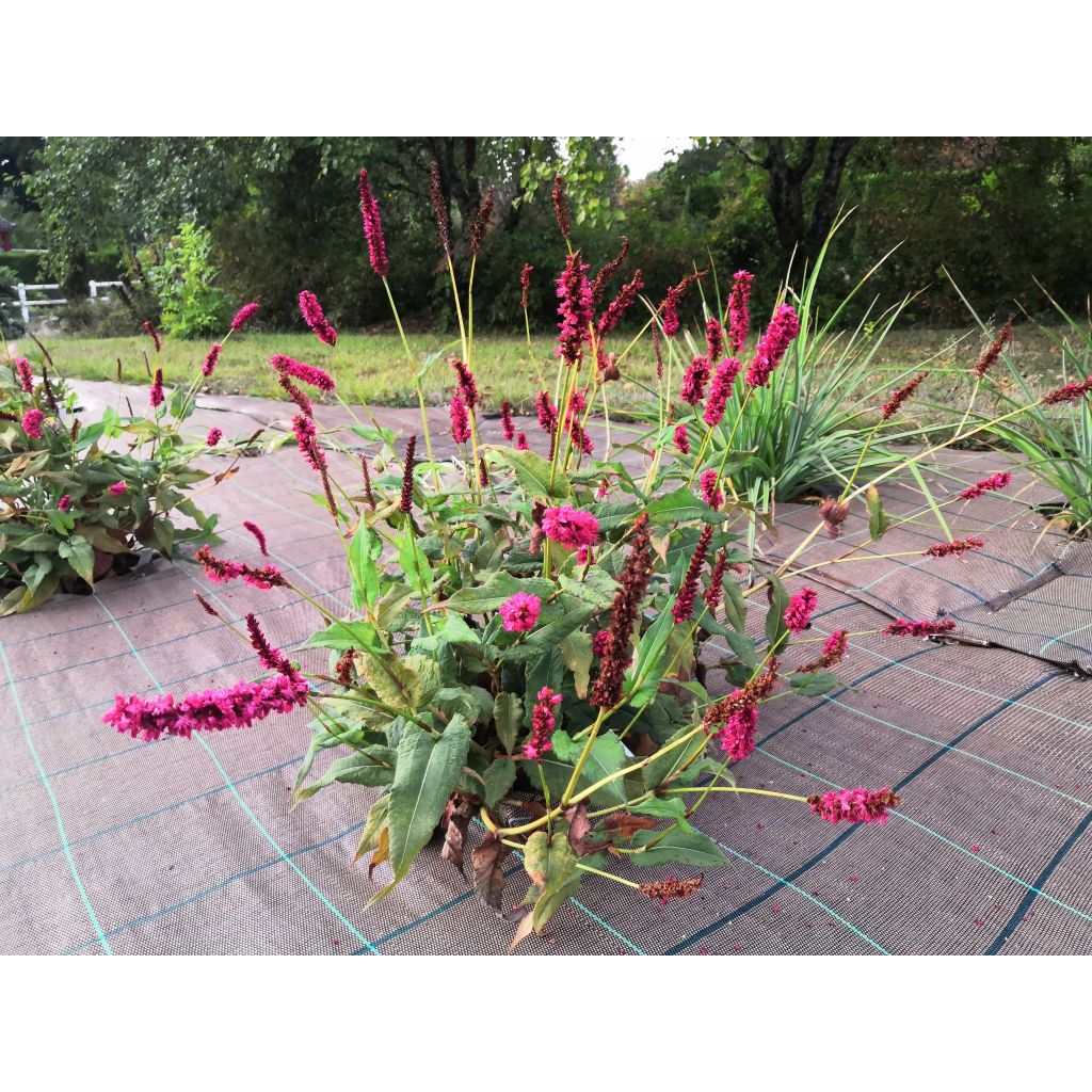 Persicaria amplexicaulis Fat Domino - Mountain Fleece