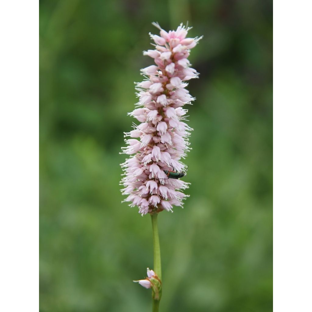 Persicaria bistorta Superba - Bistort