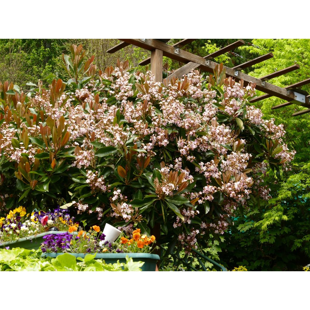 Rhaphiobotrya Coppertone - Hybrid loquat