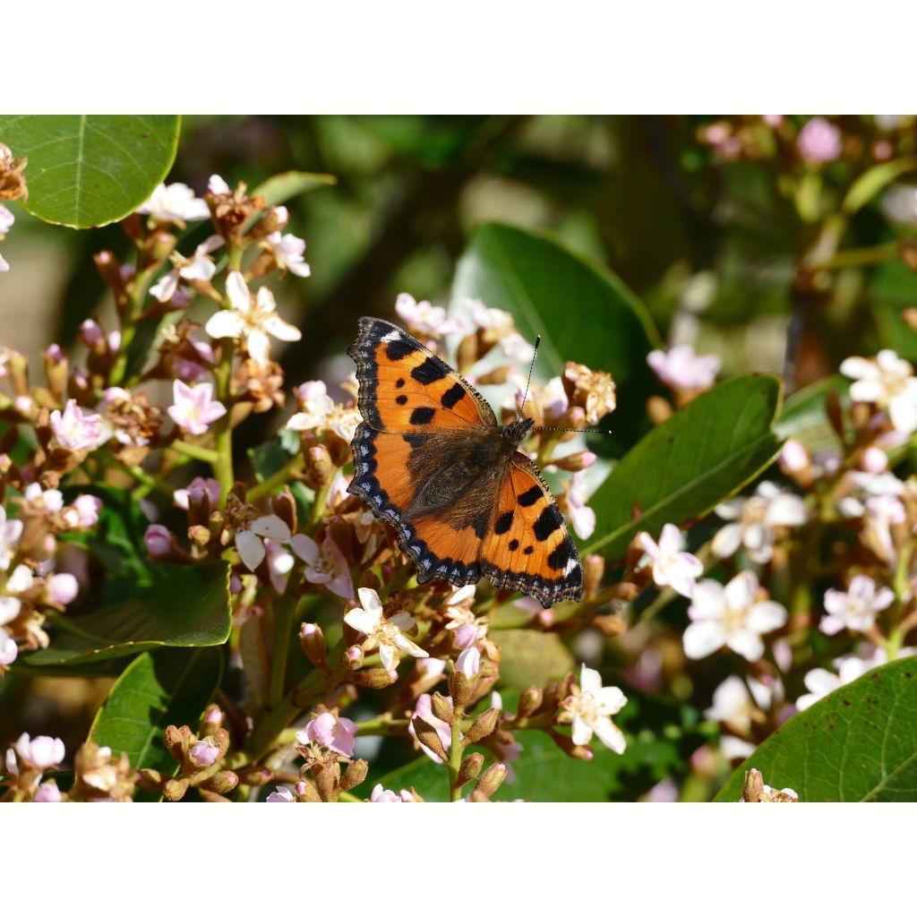 Rhaphiobotrya Coppertone - Hybrid loquat