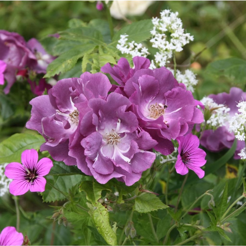 Rosa Rhapsody In Blue - Shrub Rose