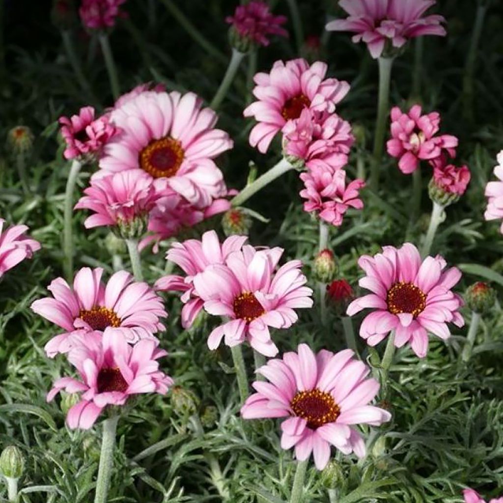 Rhodanthemum hosmariense African Rose - Moroccan Daisy