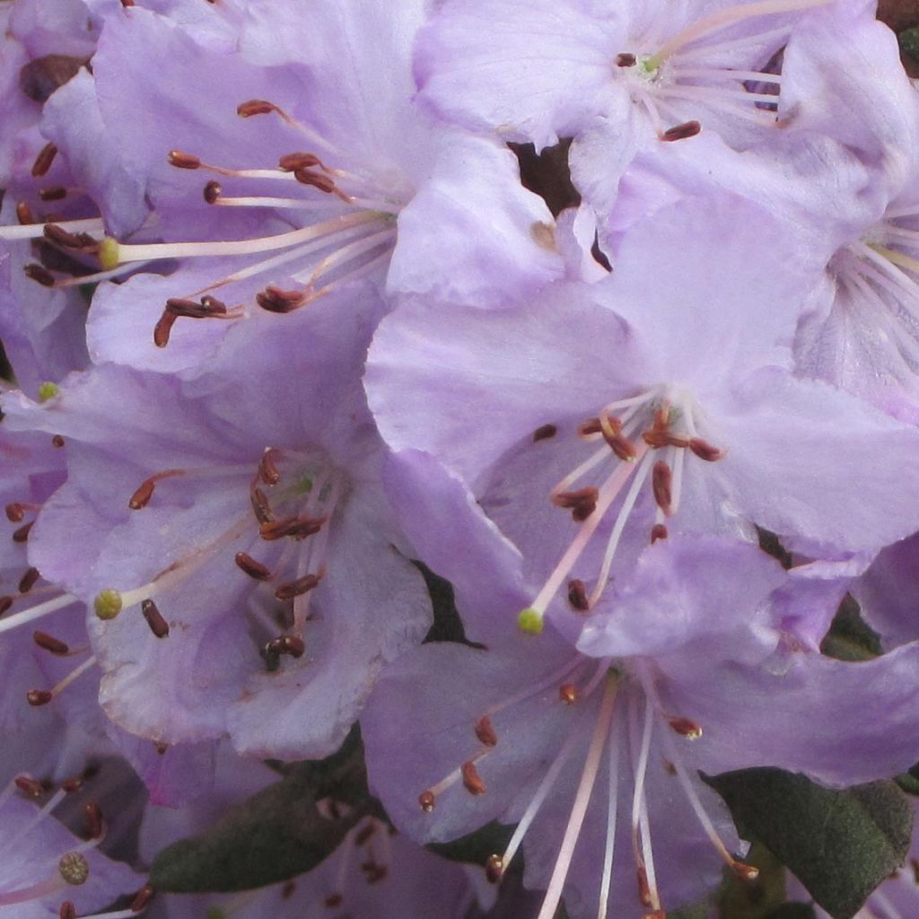 RhododendronBlue Silver