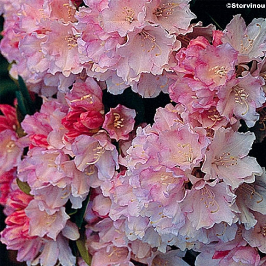 Rhododendron (x) yakushimanum Dream Land