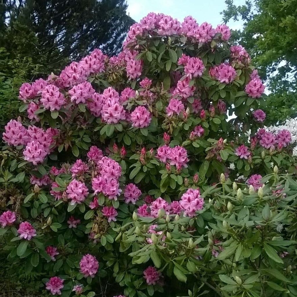 Rhododendron Germania