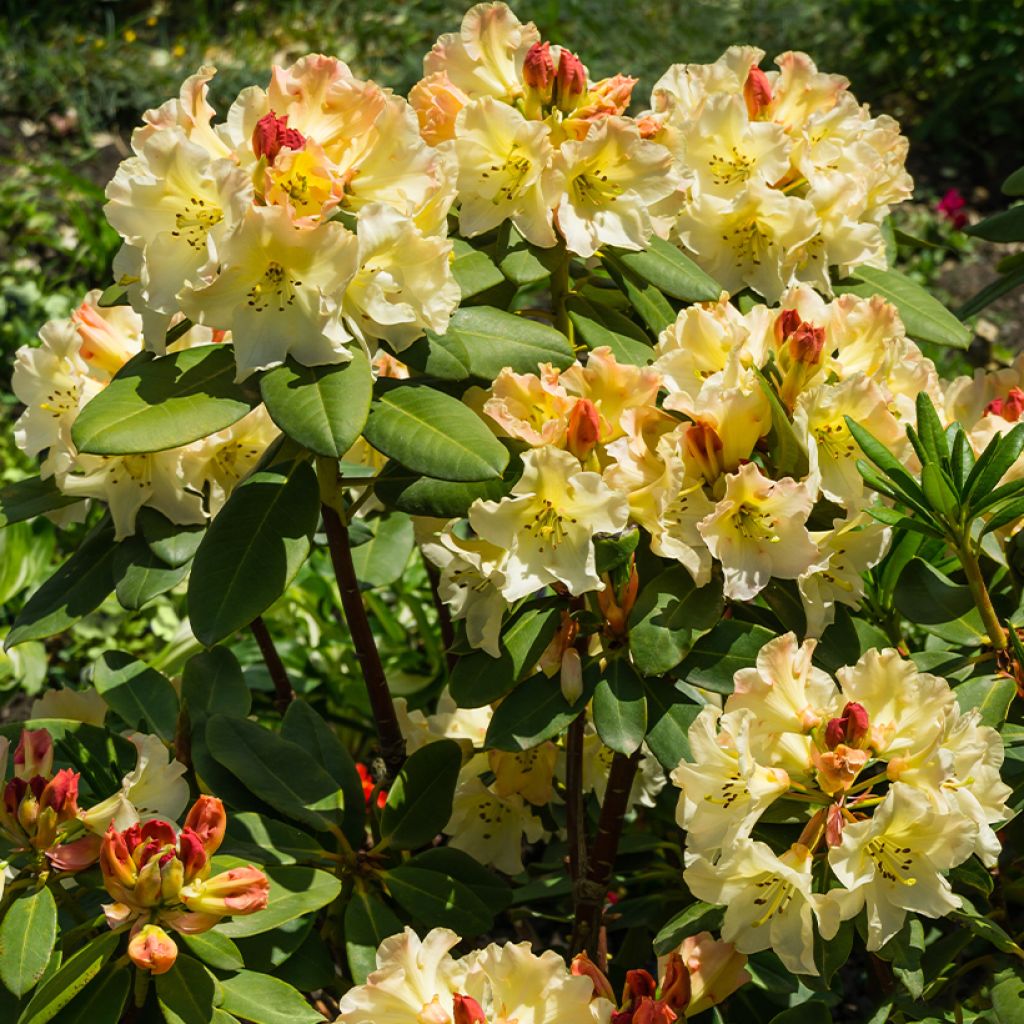 Rhododendron x yakushimanum Golden Torch