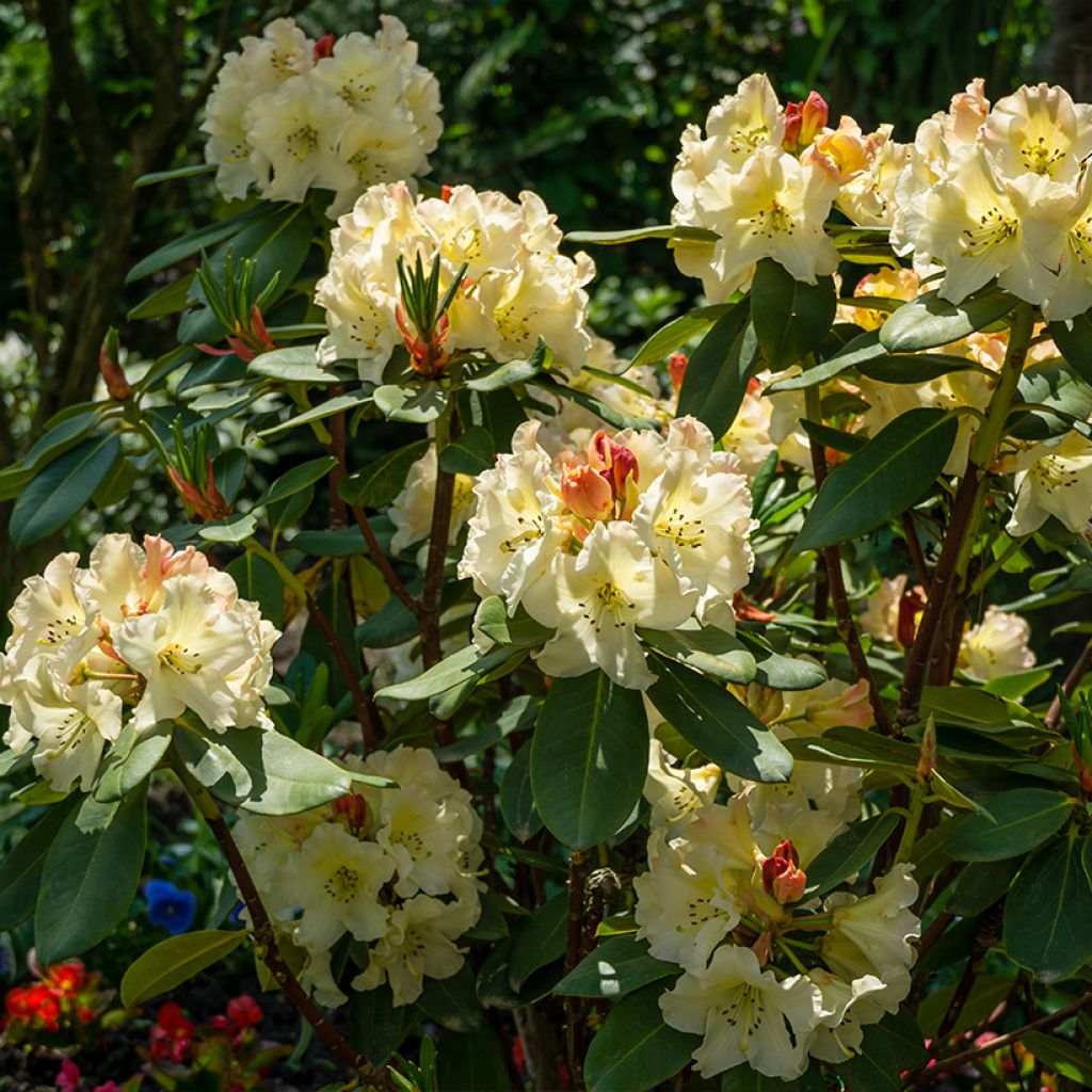 Rhododendron x yakushimanum Golden Torch