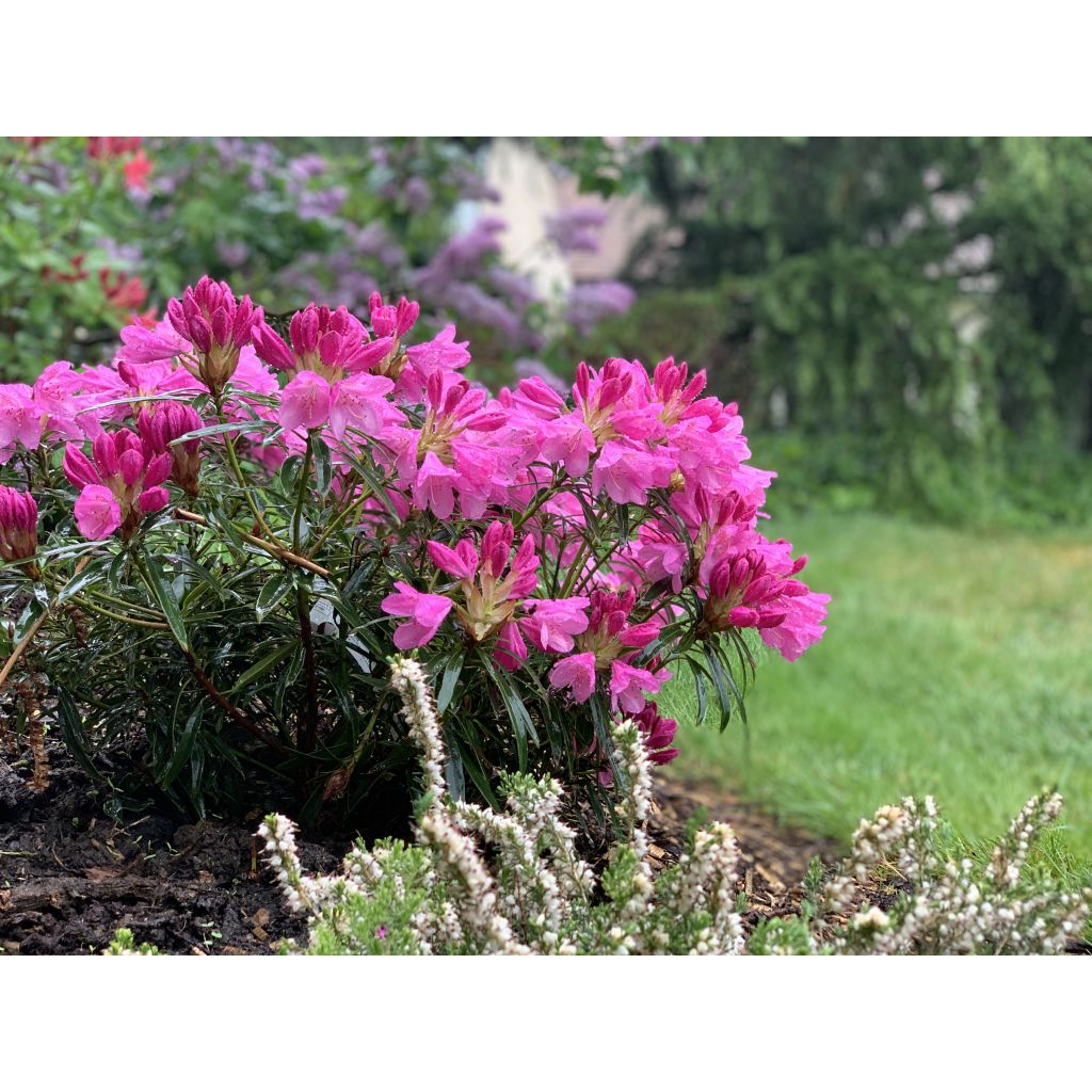 Rhododendron Graziella