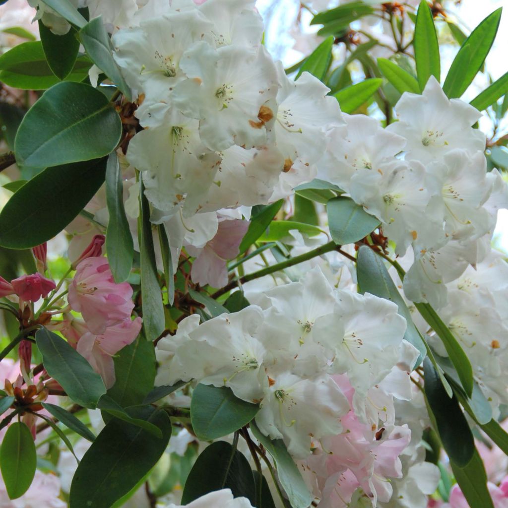 Rhododendron loderi King George