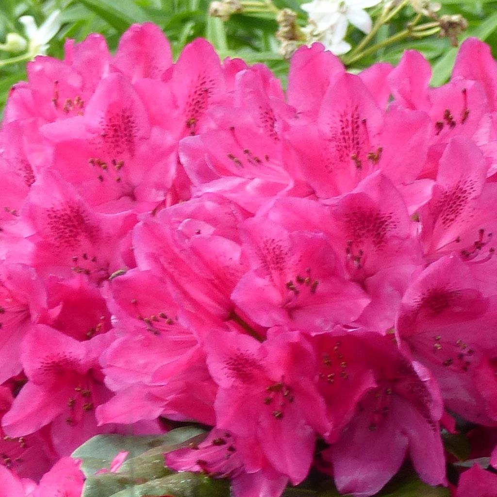 Rhododendron Marie Forte
