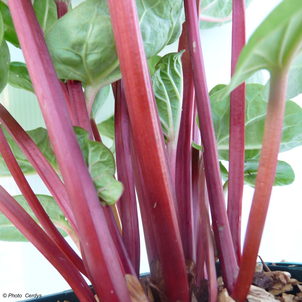 Canada Red Rhubarb