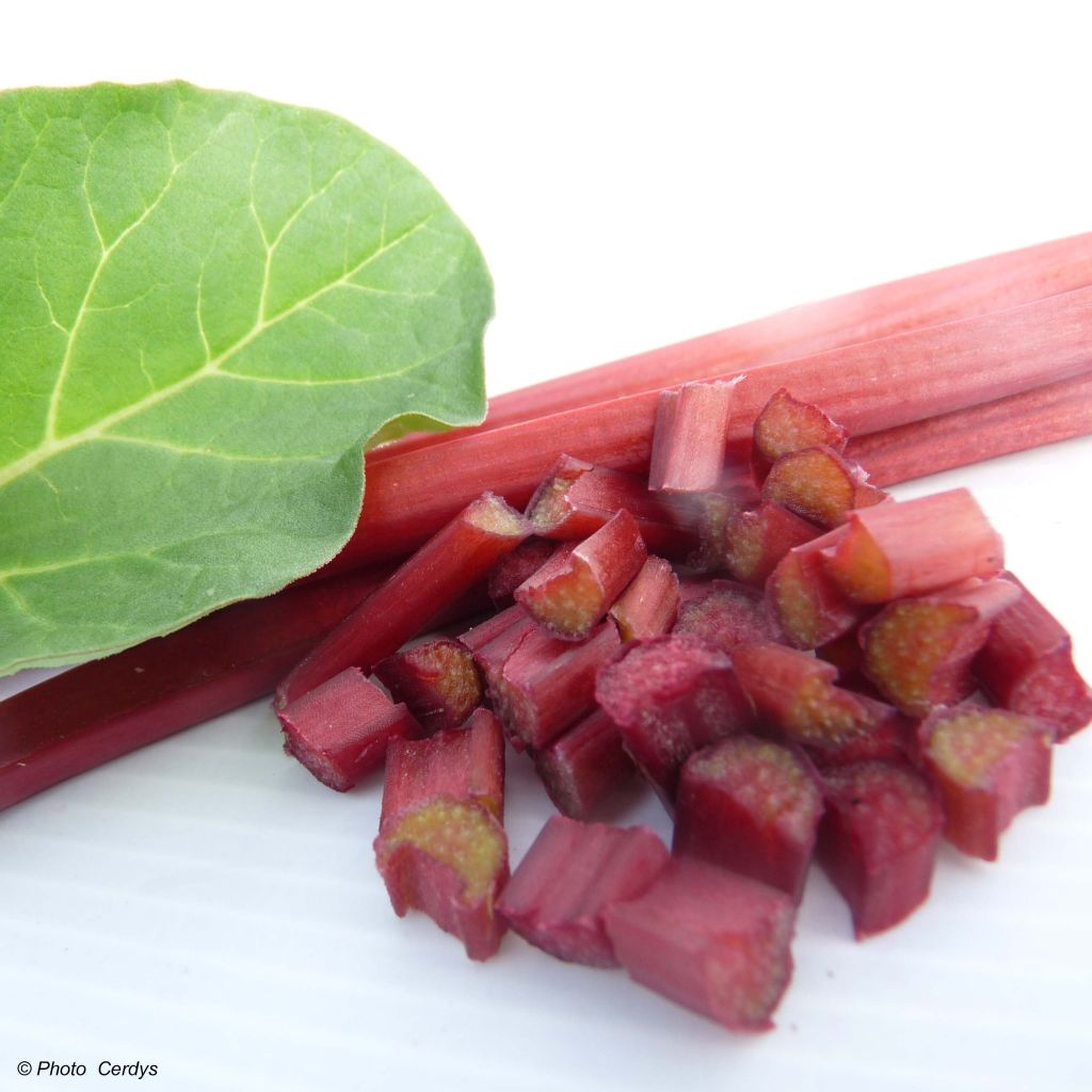 Canada Red Rhubarb