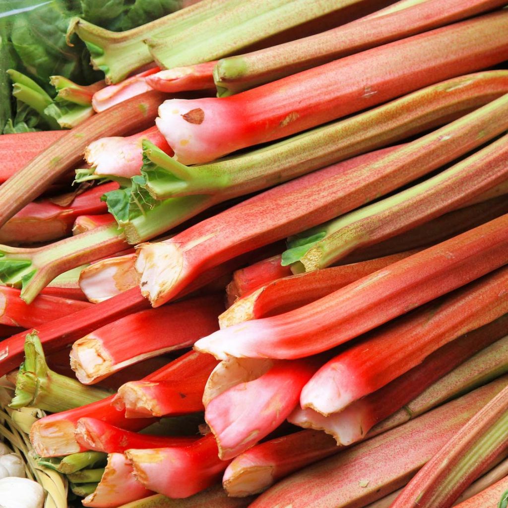 Organic Ribbed Rhubarb