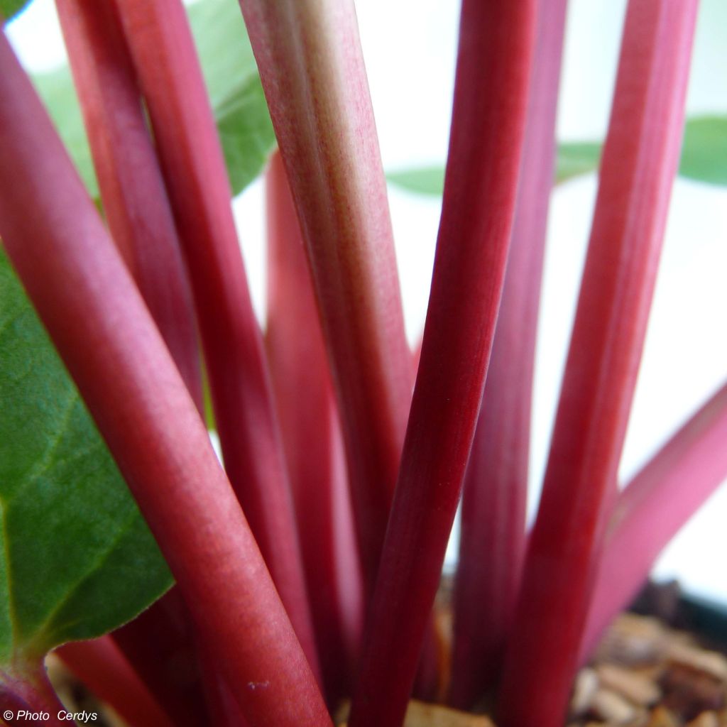 Fulton's Strawberry Surprise Rhubarb