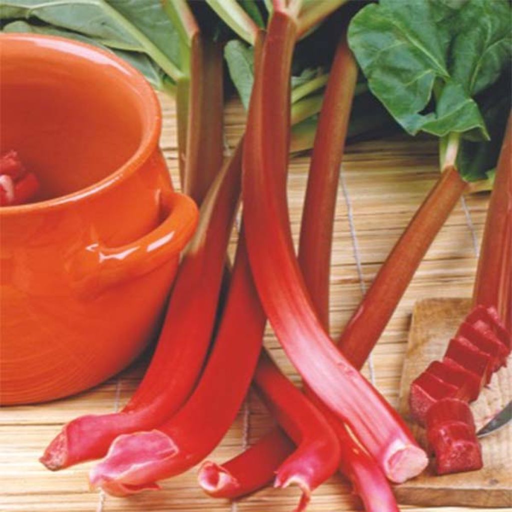 Red-ribbed Lider Rhubarb