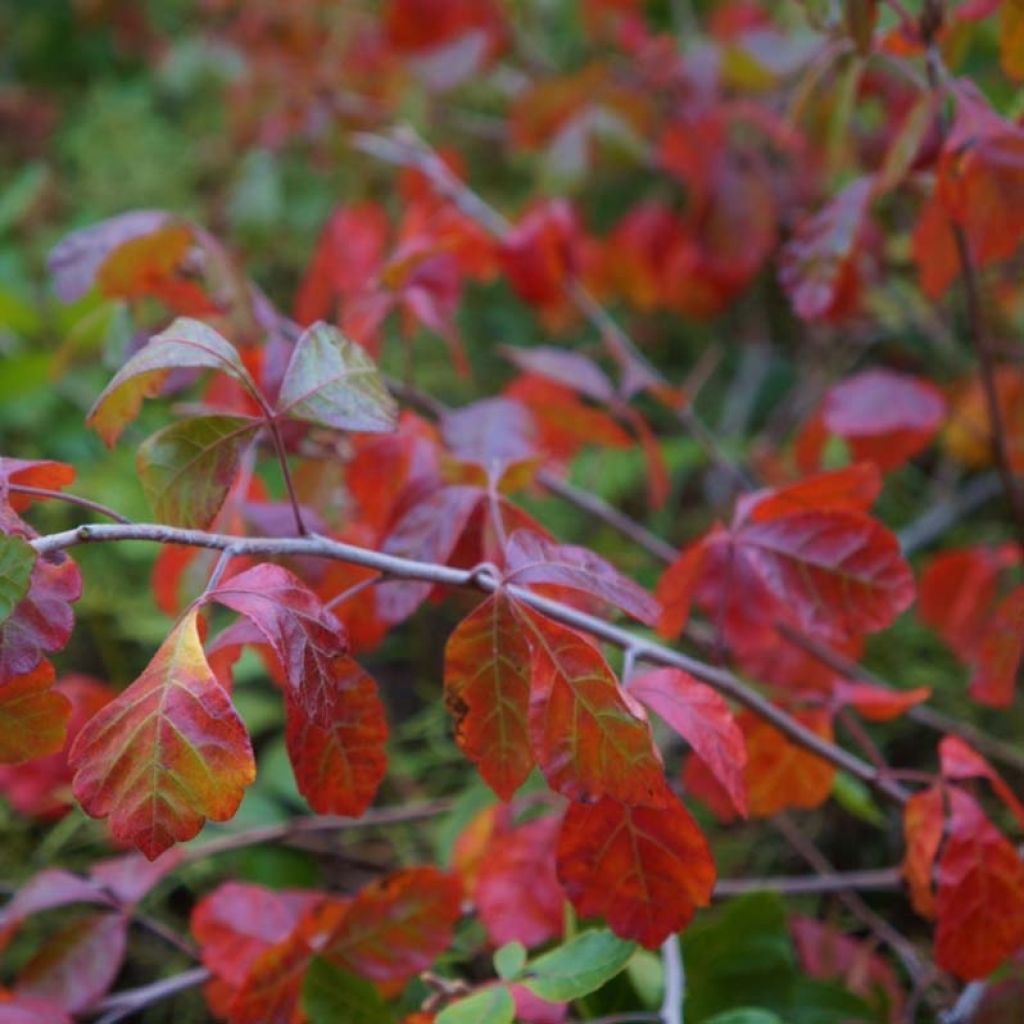 Rhus aromatica Gro-Low - Fragrant Sumach