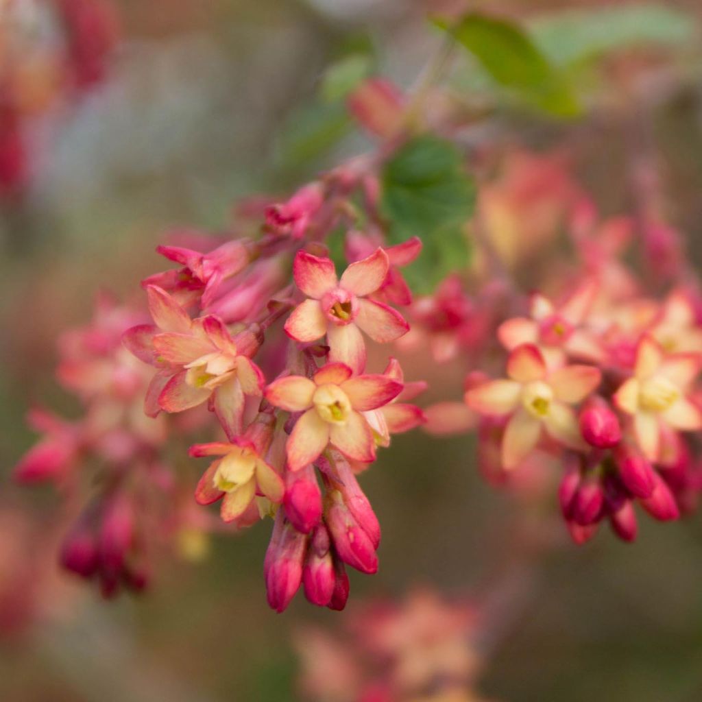 Ribes gordonianum - Gordon's Currant