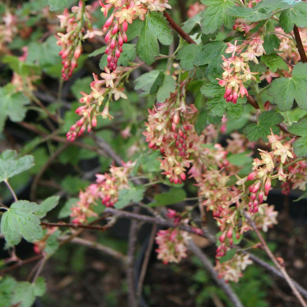 Ribes gordonianum - Gordon's Currant