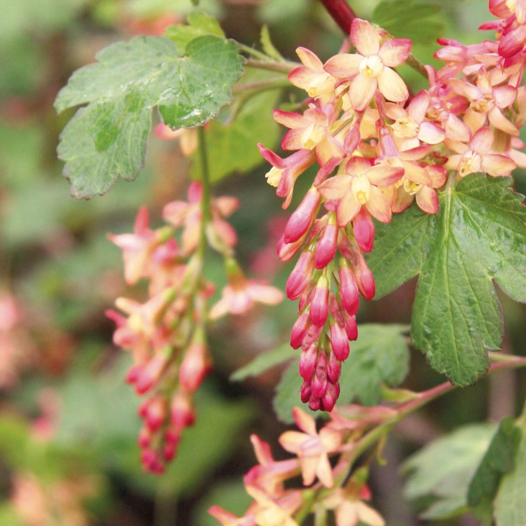 Ribes gordonianum - Gordon's Currant