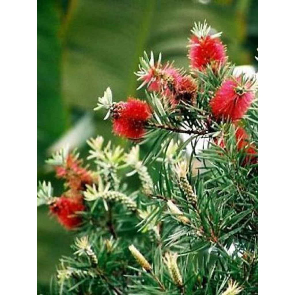 Callistemon rigidus - Bottlebrush