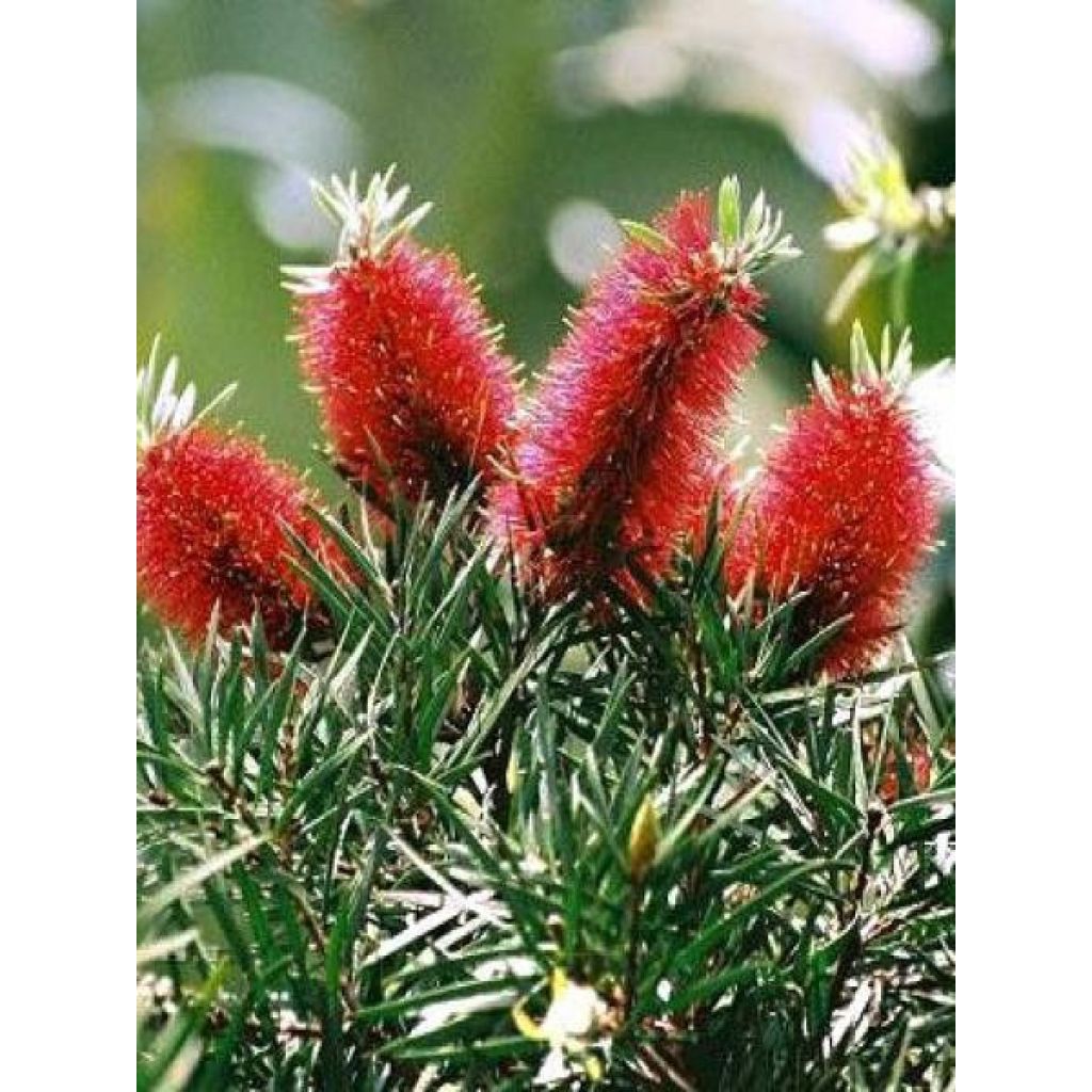 Callistemon rigidus - Bottlebrush