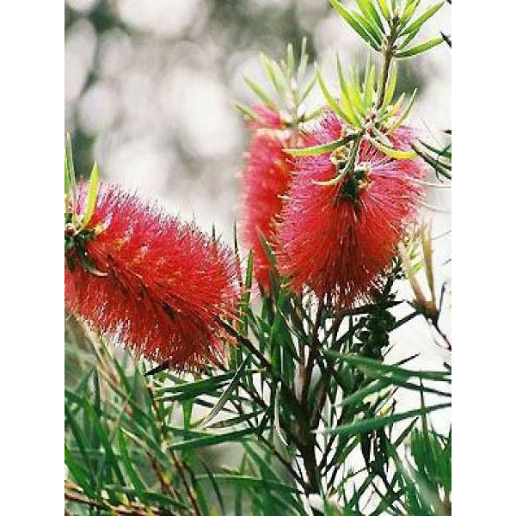 Callistemon rigidus - Bottlebrush