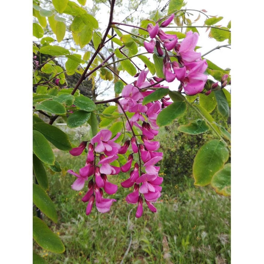 Robinia pseudoacacia Casque Rouge - Black Locust