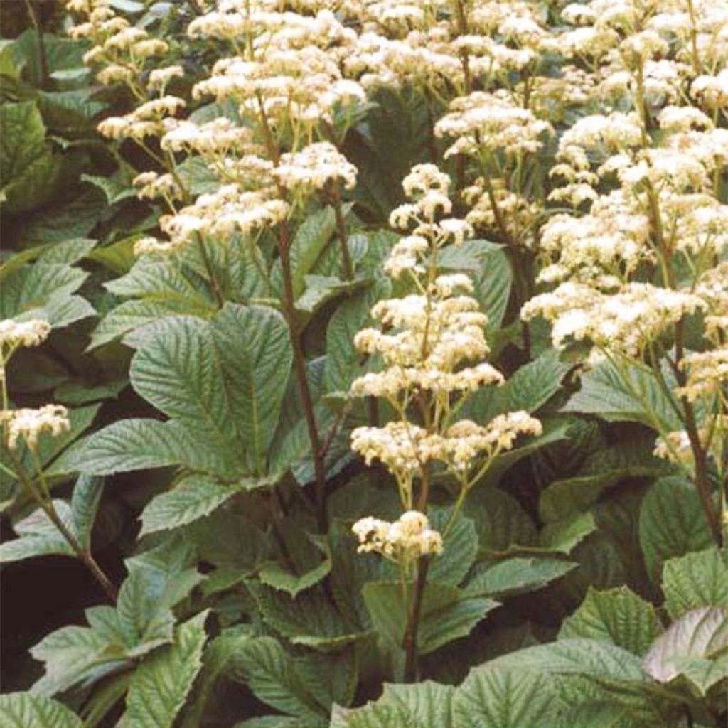 Rodgersia aesculifolia Irish Bronze