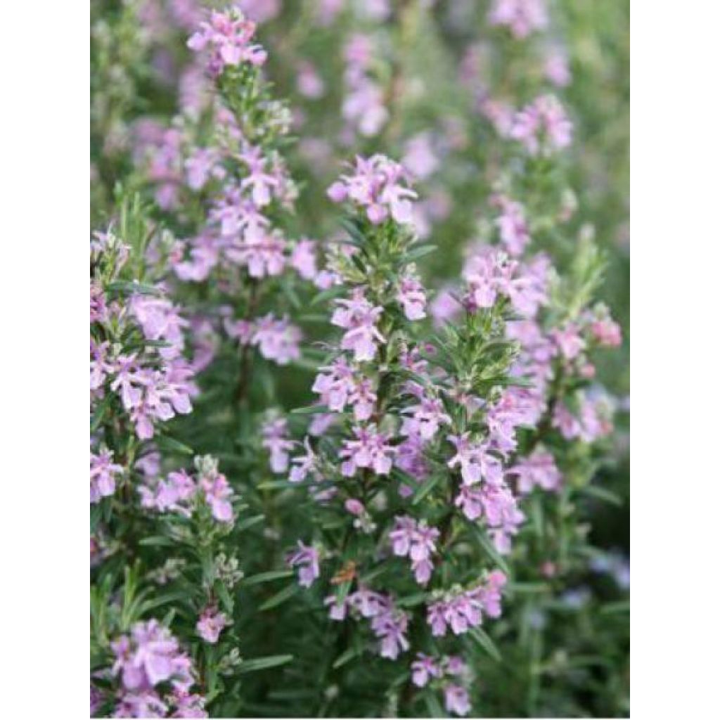 Rosmarinus officinalis Majorca Pink - Rosemary