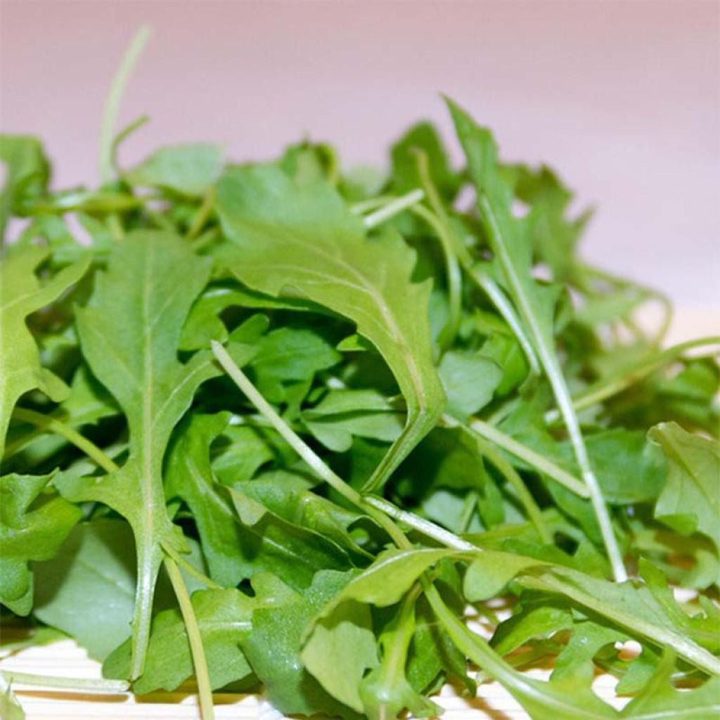 Rocket - Arugula