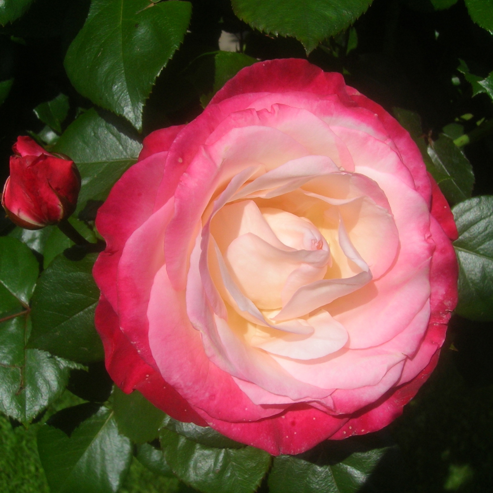 Rosa Nostalgie - Stem Hybrid Tea Rose