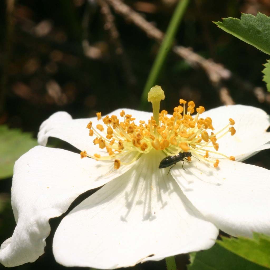 Rosa arvensis - Field Rose