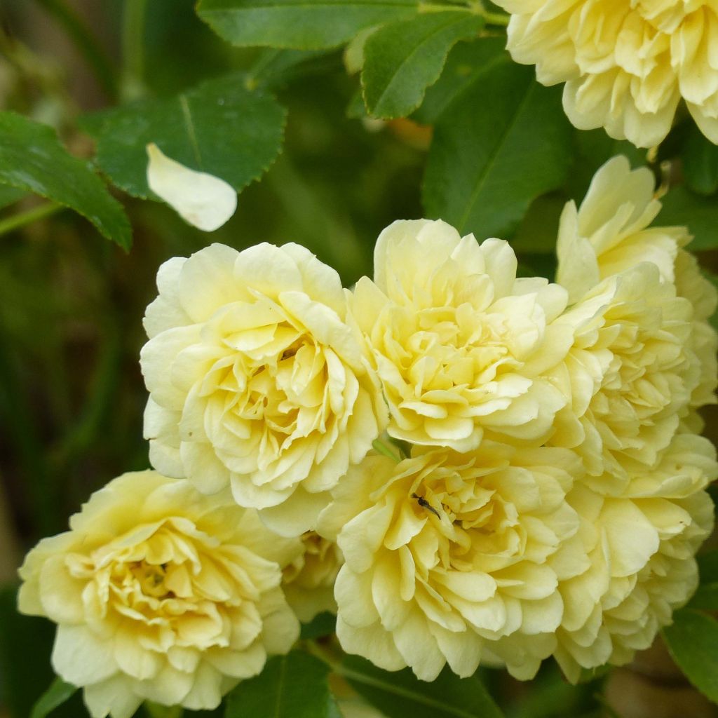 Rosa banksiae 'Lutea' - Rambling Rose