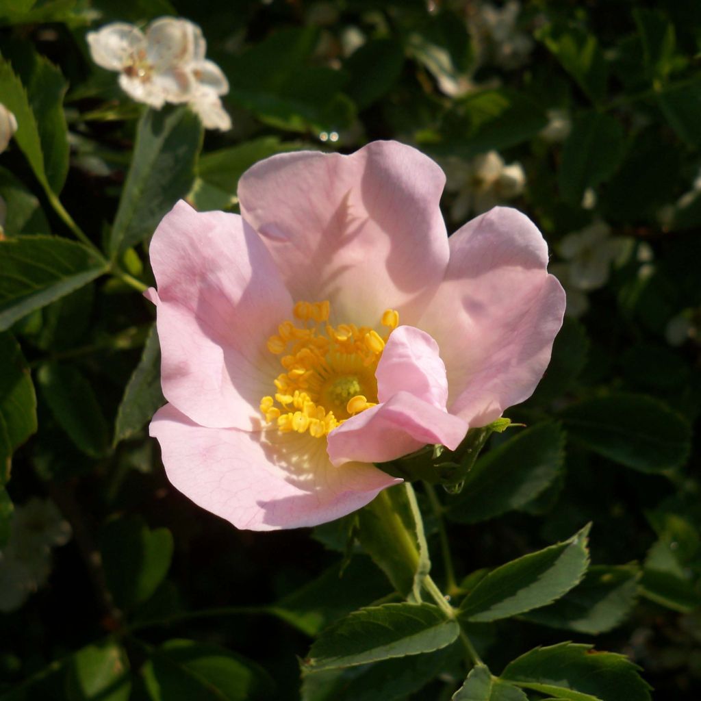 Rosa canina 