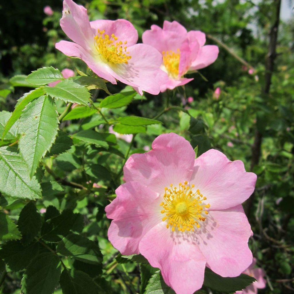 Rosa canina 