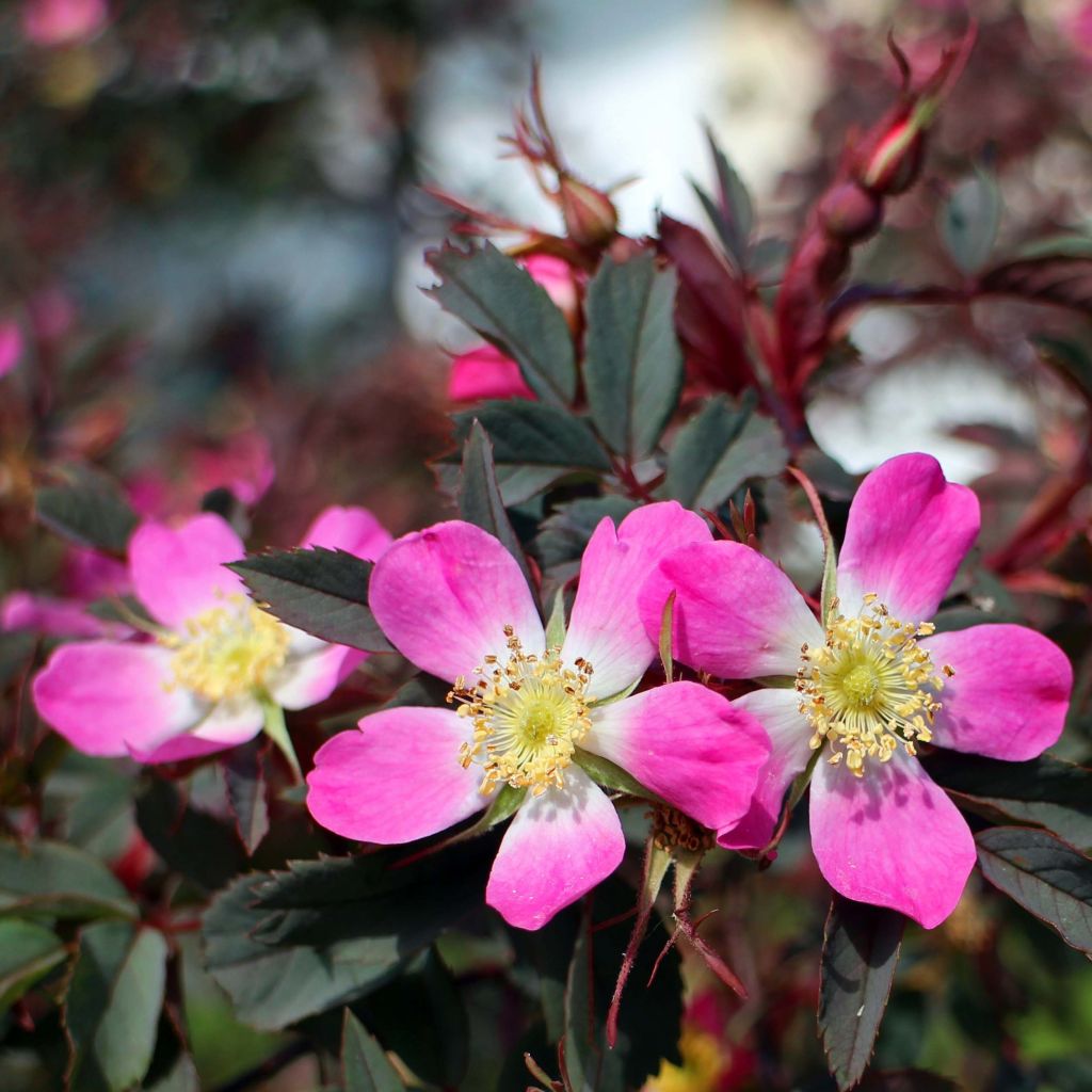 Rosa glauca (rubrifolia) 