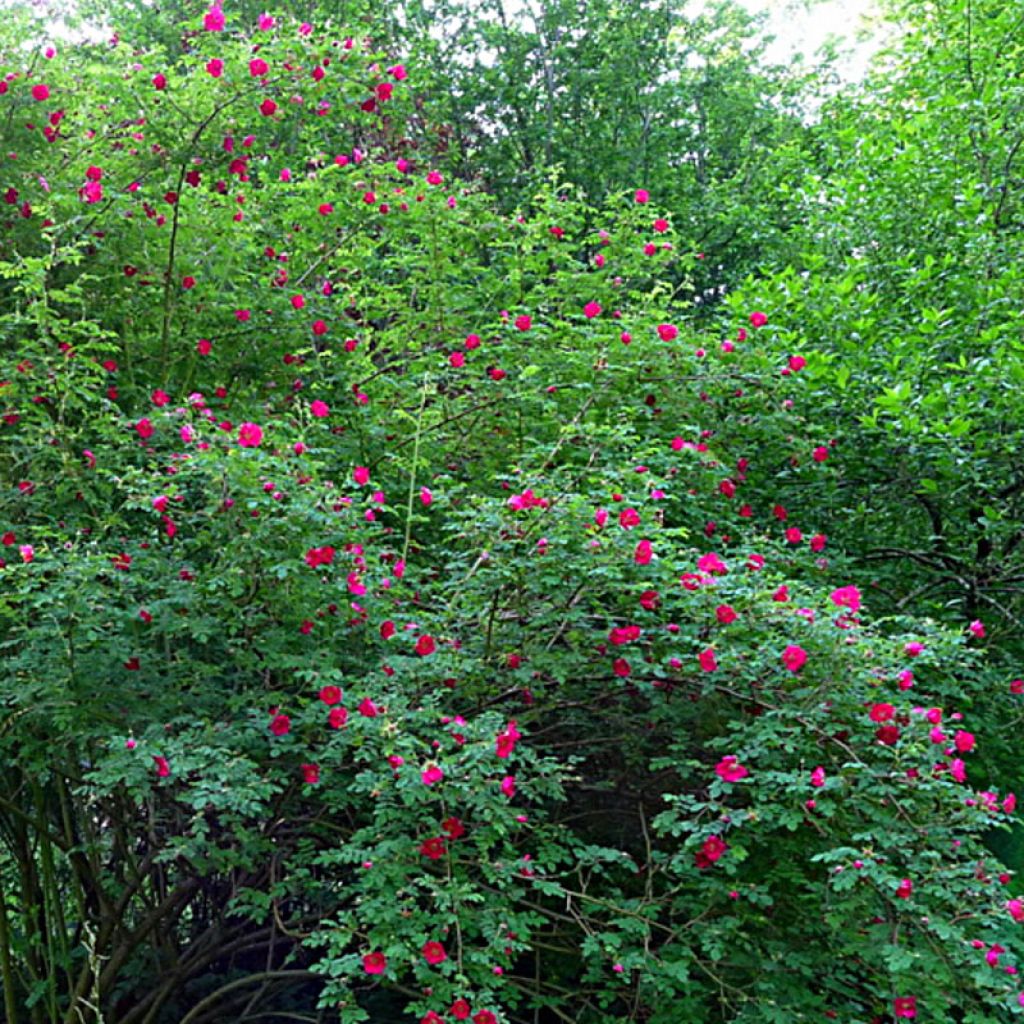 Rosa moyesii Geranium