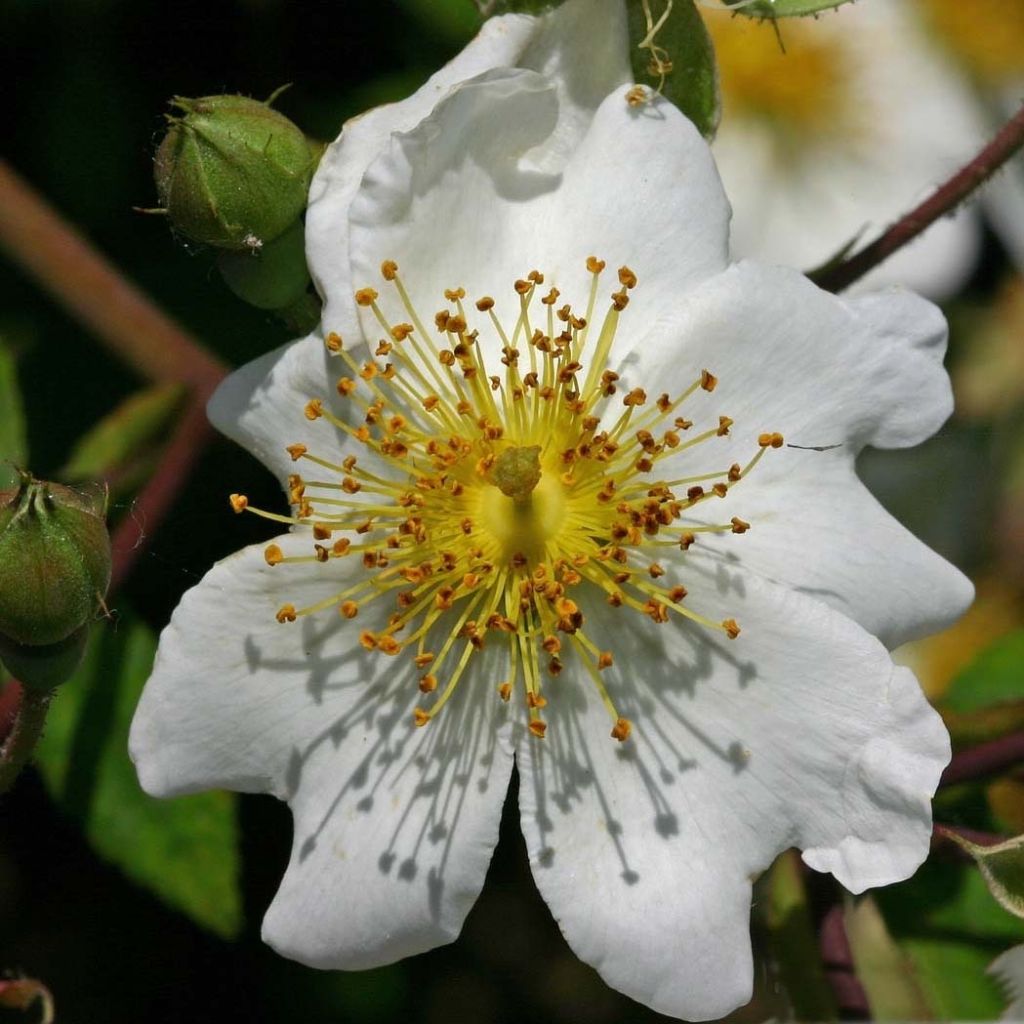 Rosa multiflora - Climbing Rose