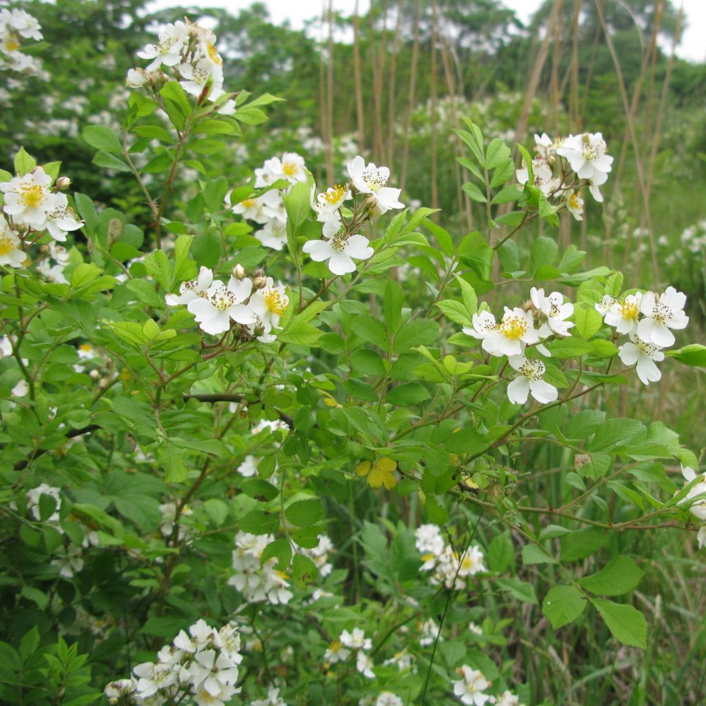 Rosa multiflora - Climbing Rose