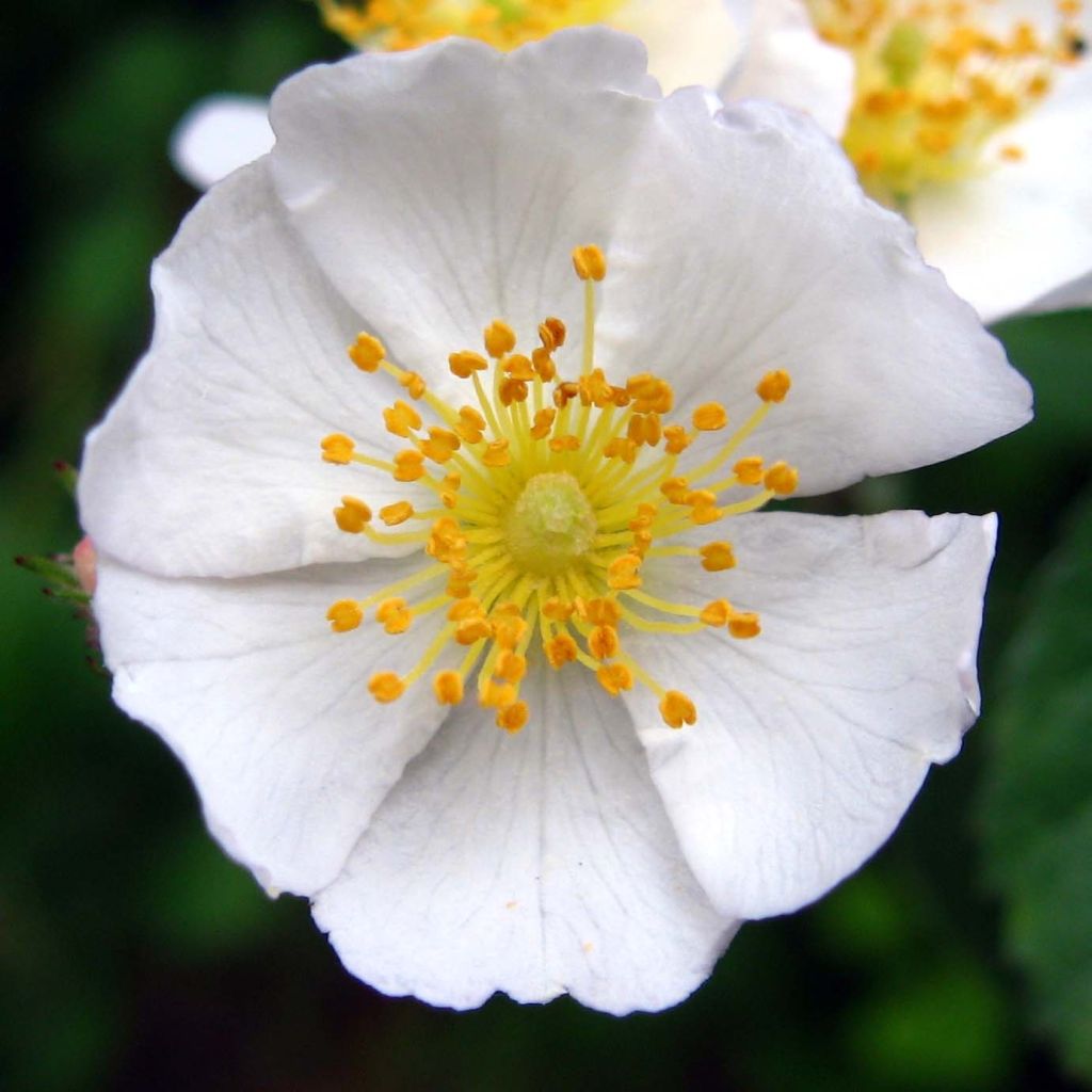 Rosa multiflora - Climbing Rose