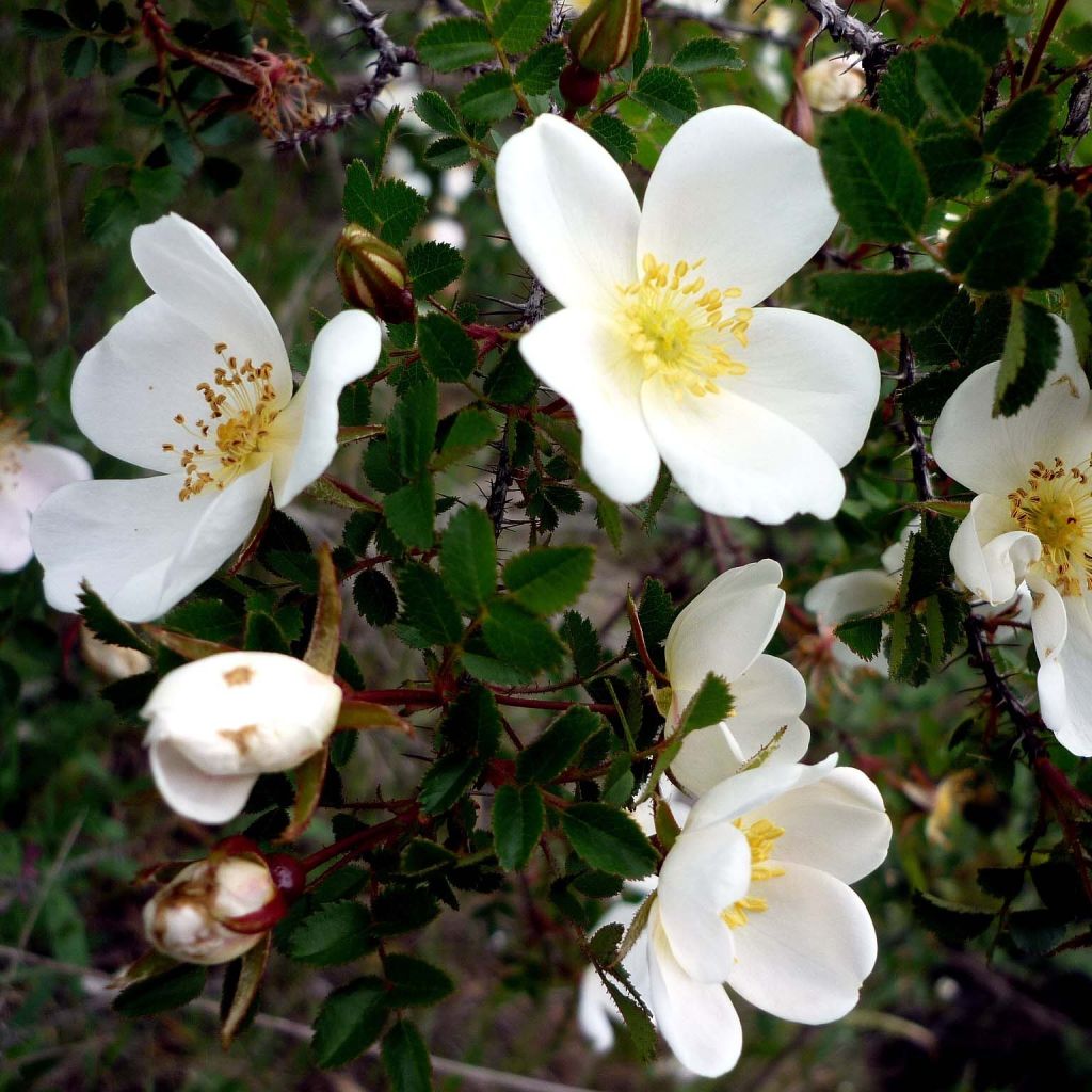 Rosa pimpinellifolia