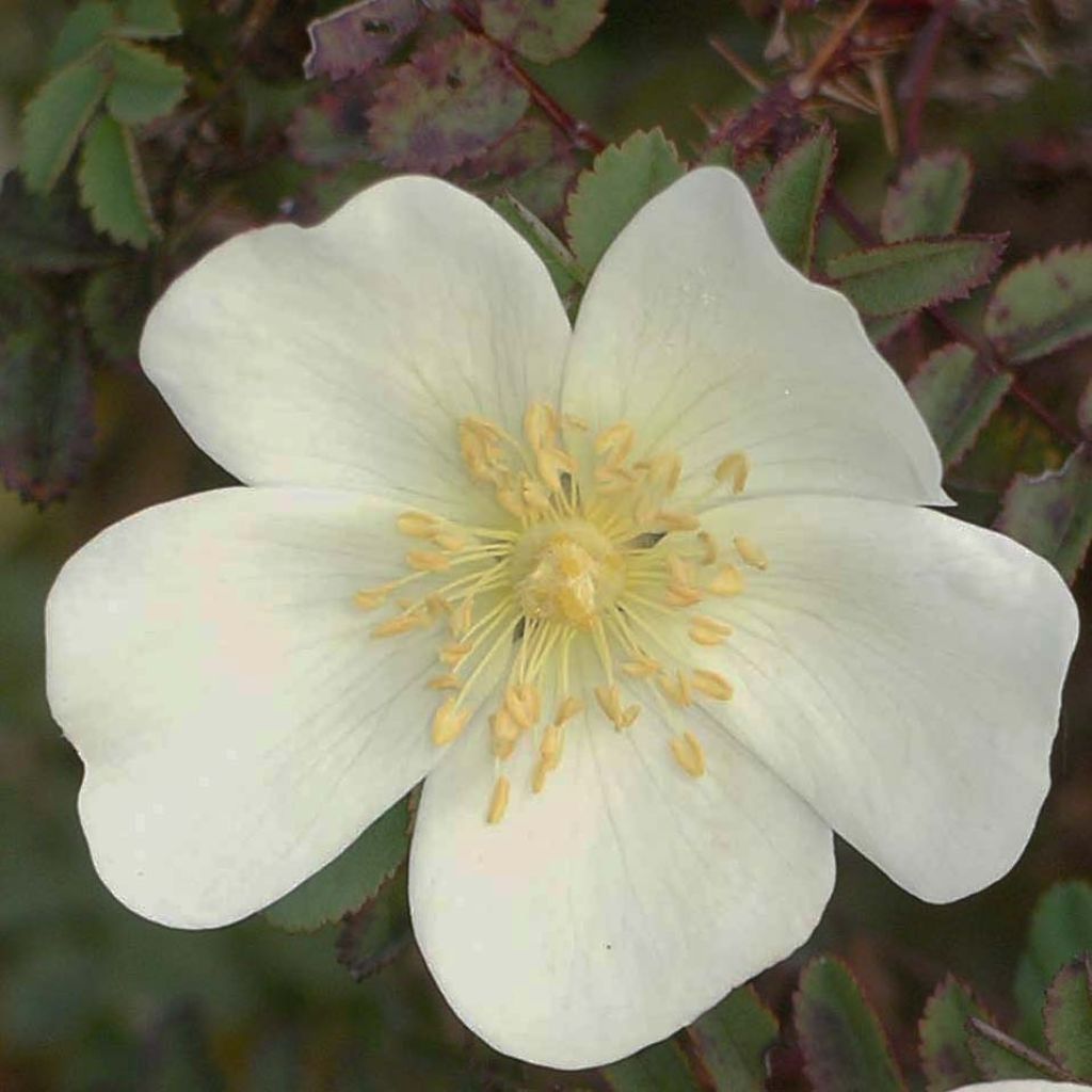 Rosa pimpinellifolia