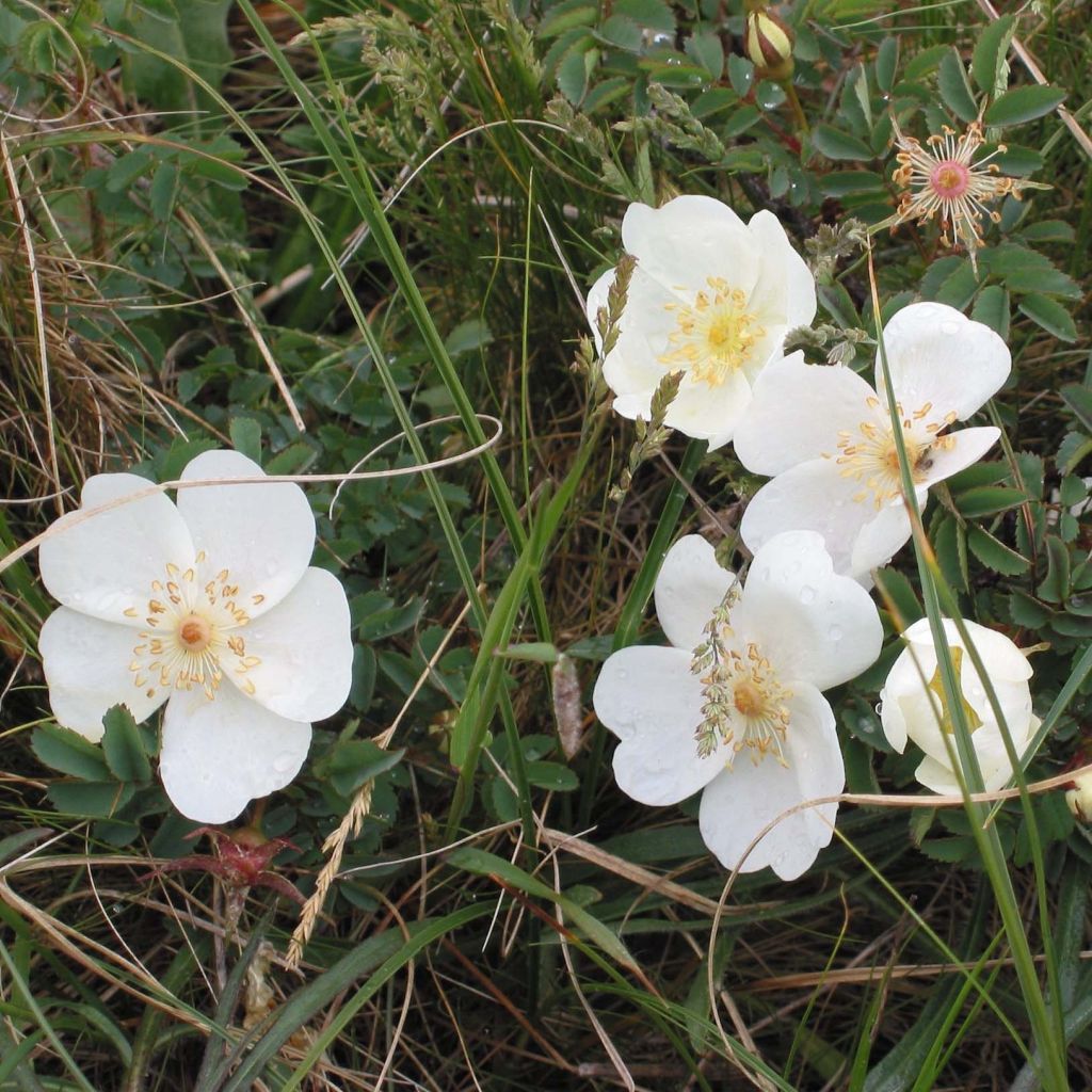 Rosa pimpinellifolia