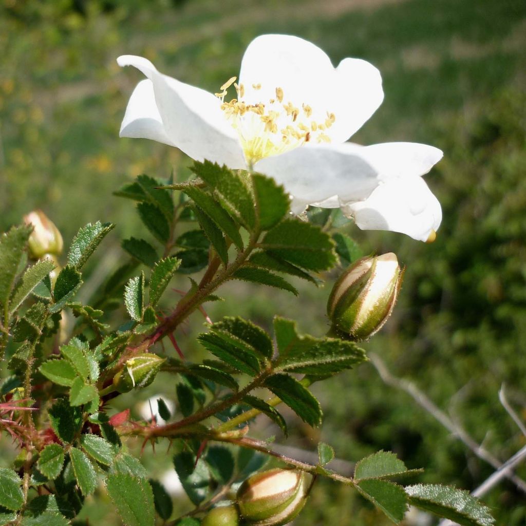 Rosa pimpinellifolia