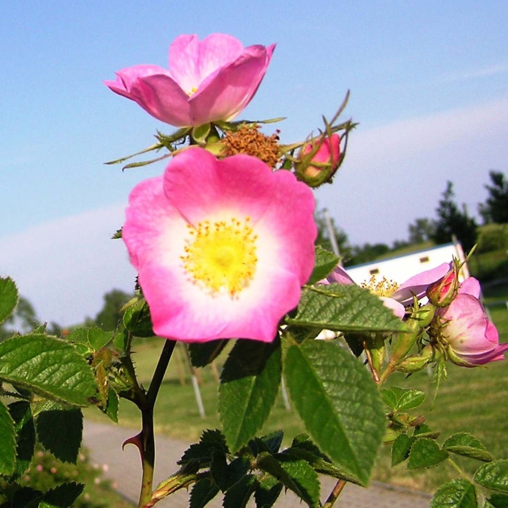 Rosa rubiginosa 