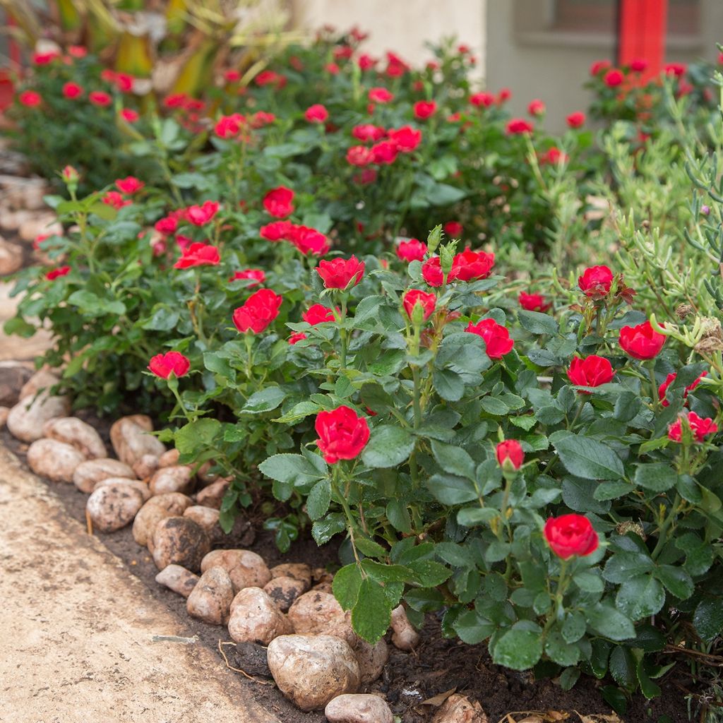 Rosa x polyantha Zepeti - Dwarf Rose