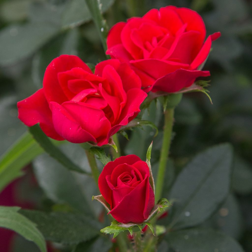 Rosa x polyantha Zepeti - Dwarf Rose